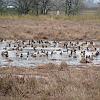 Ducks