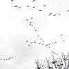 Flight