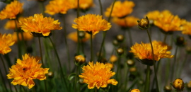 Yellow Flowers